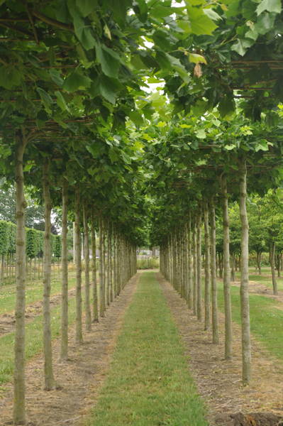 Platanus hispanica plantation