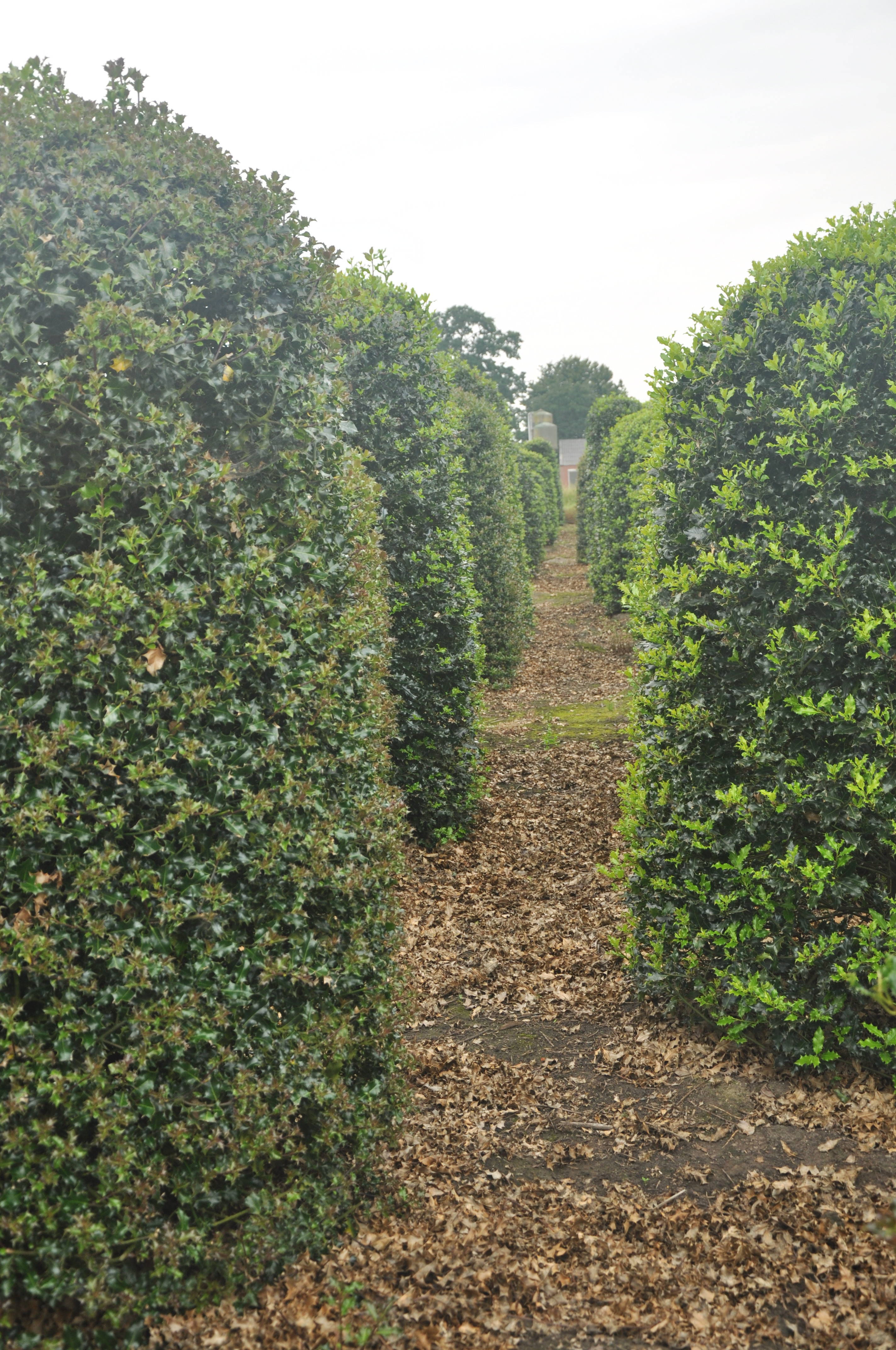 Ilex aquifolium product