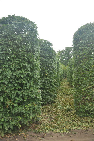Carpinus betulus plantation