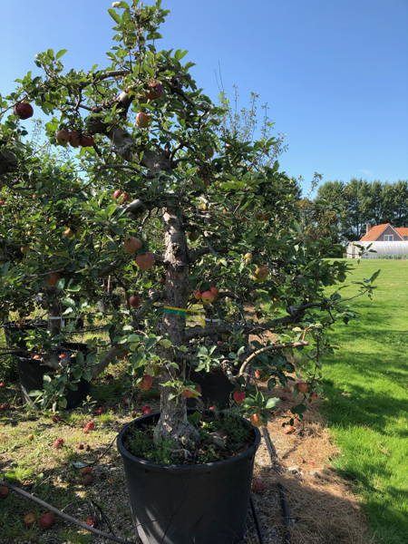 Malus domestica 'Boskoop' plantation