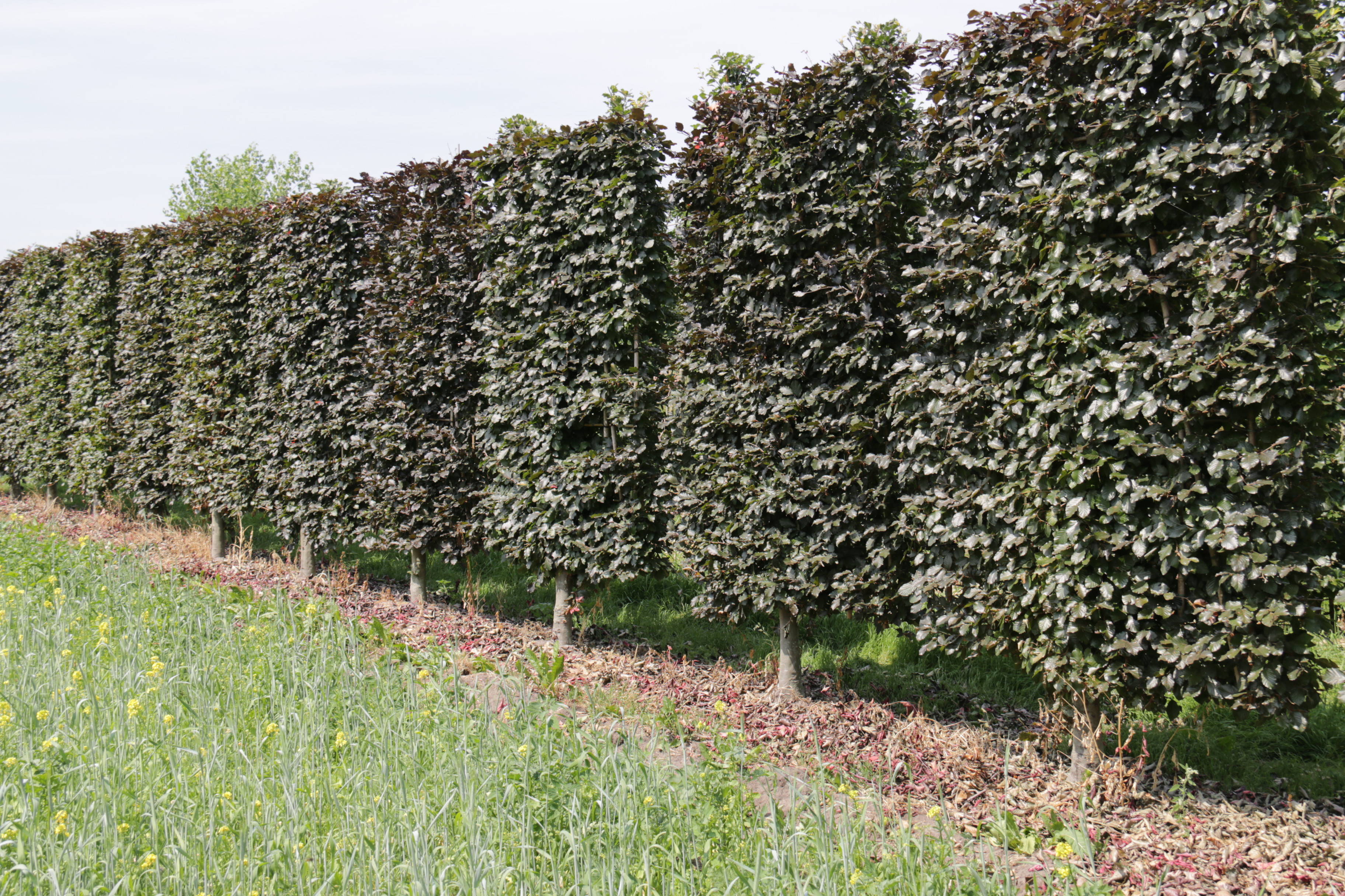 Fagus sylvatica 'Atropunicea' product