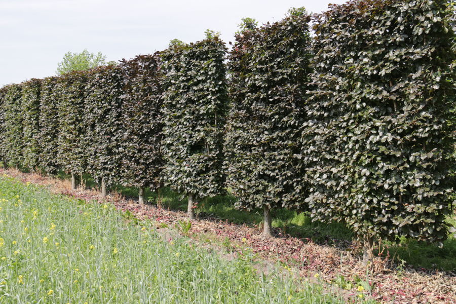 Fagus sylvatica 'Atropunicea' plantation