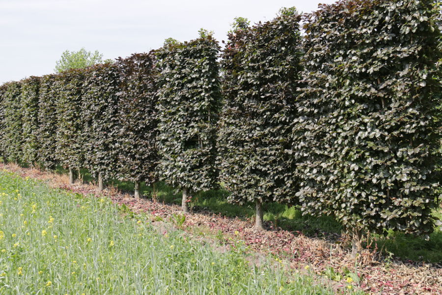 Fagus sylvatica 'Atropunicea' - Rode beuk 'Atropuniucea' plantation