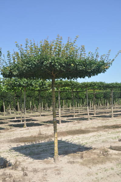 Acer campestre 'Elsrijk' plantation