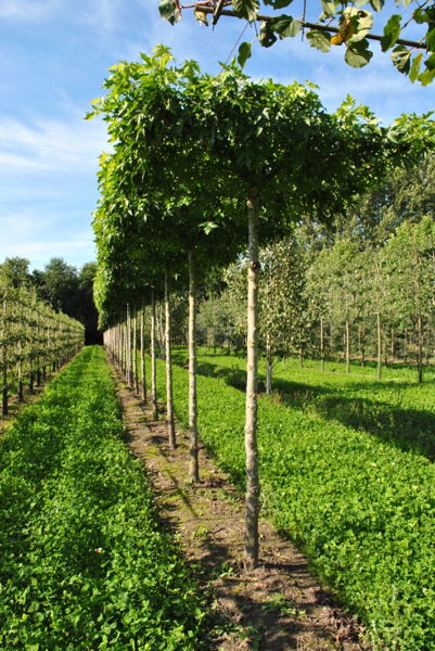 Liquidambar styraciflua 'Worplesdon' plantation