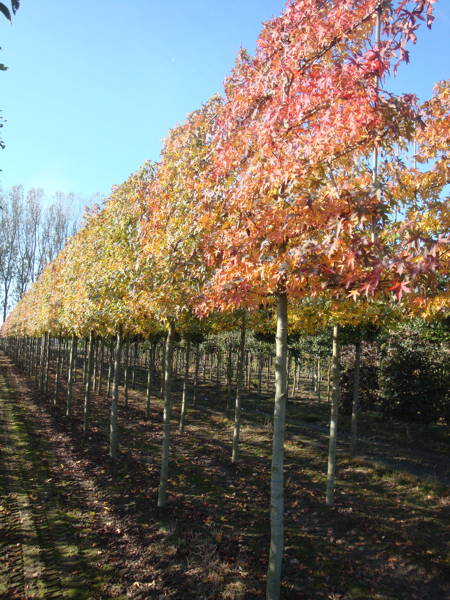 Liquidambar styraciflua 'Worplesdon' - Amerikaanse amberboom 'Worplesdon' plantation