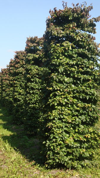 Parrotia persica 'Vanessa' plantation