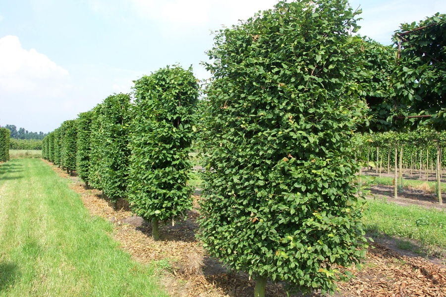 Carpinus betulus plantation