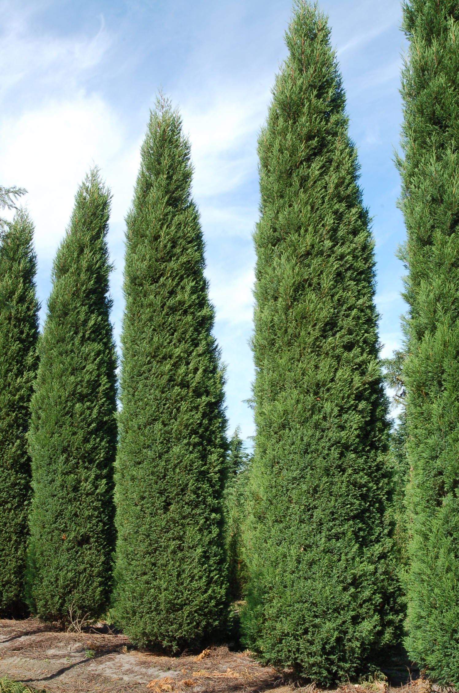 Cupressocyparis leylandii 'Blue Jeans' - Leylandcipres 'Blue Jeans' product