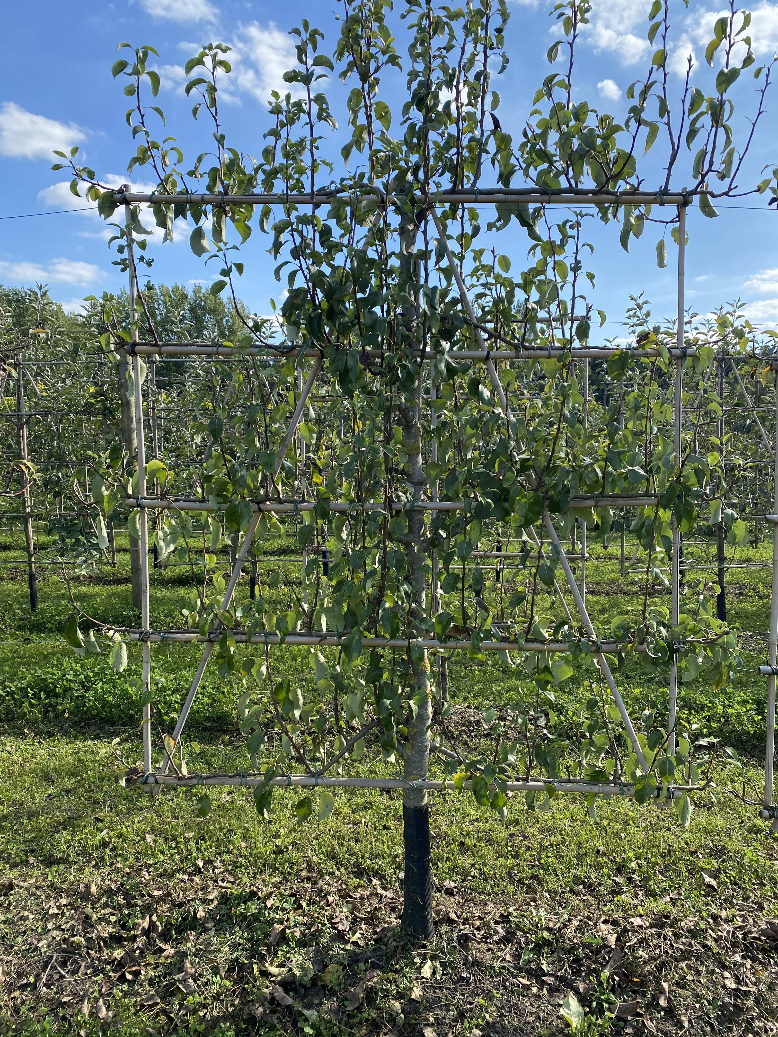 Pyrus communis 'Conference' product