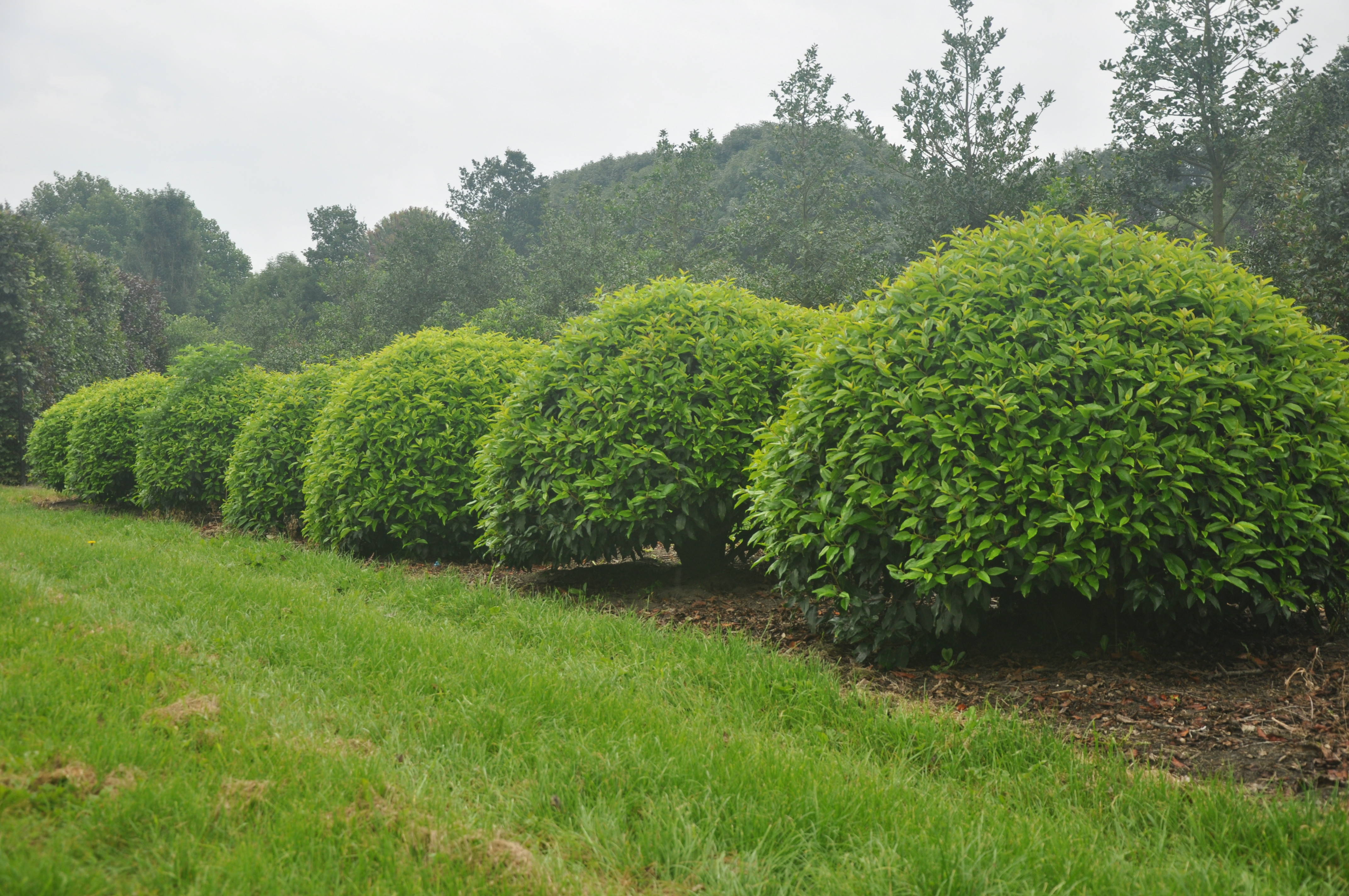 Prunus lusitanica product