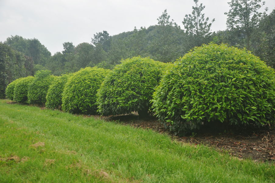 Prunus lusitanica plantation