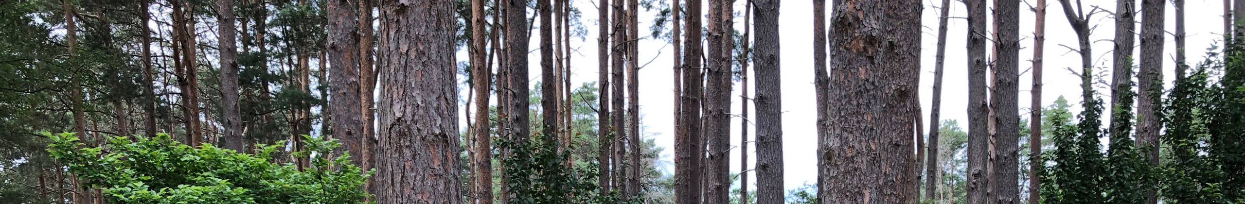 Skogsträdgård header