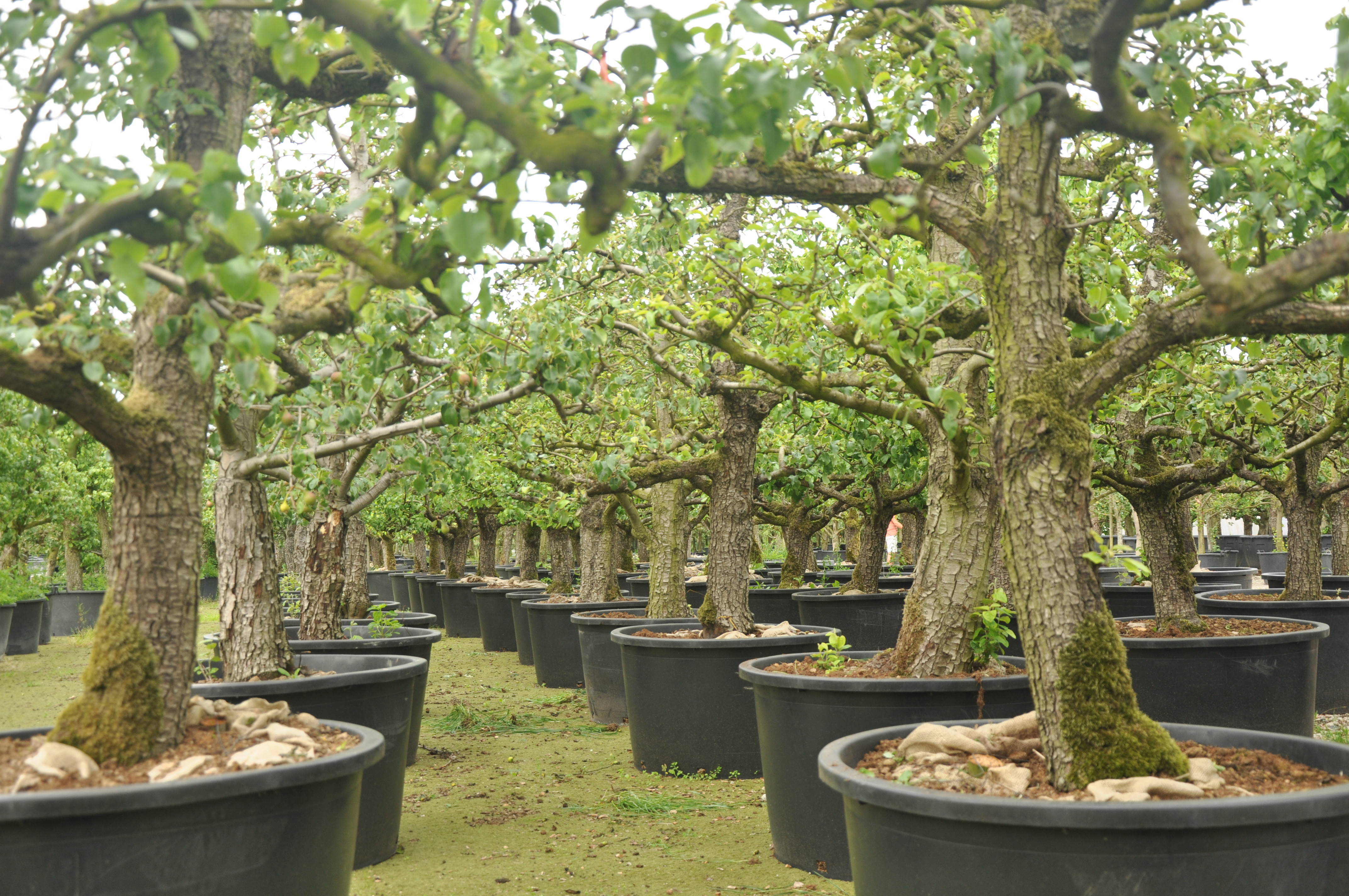 Pyrus communis 'Conference' product
