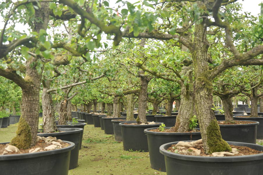 Pyrus communis 'Conference' plantation