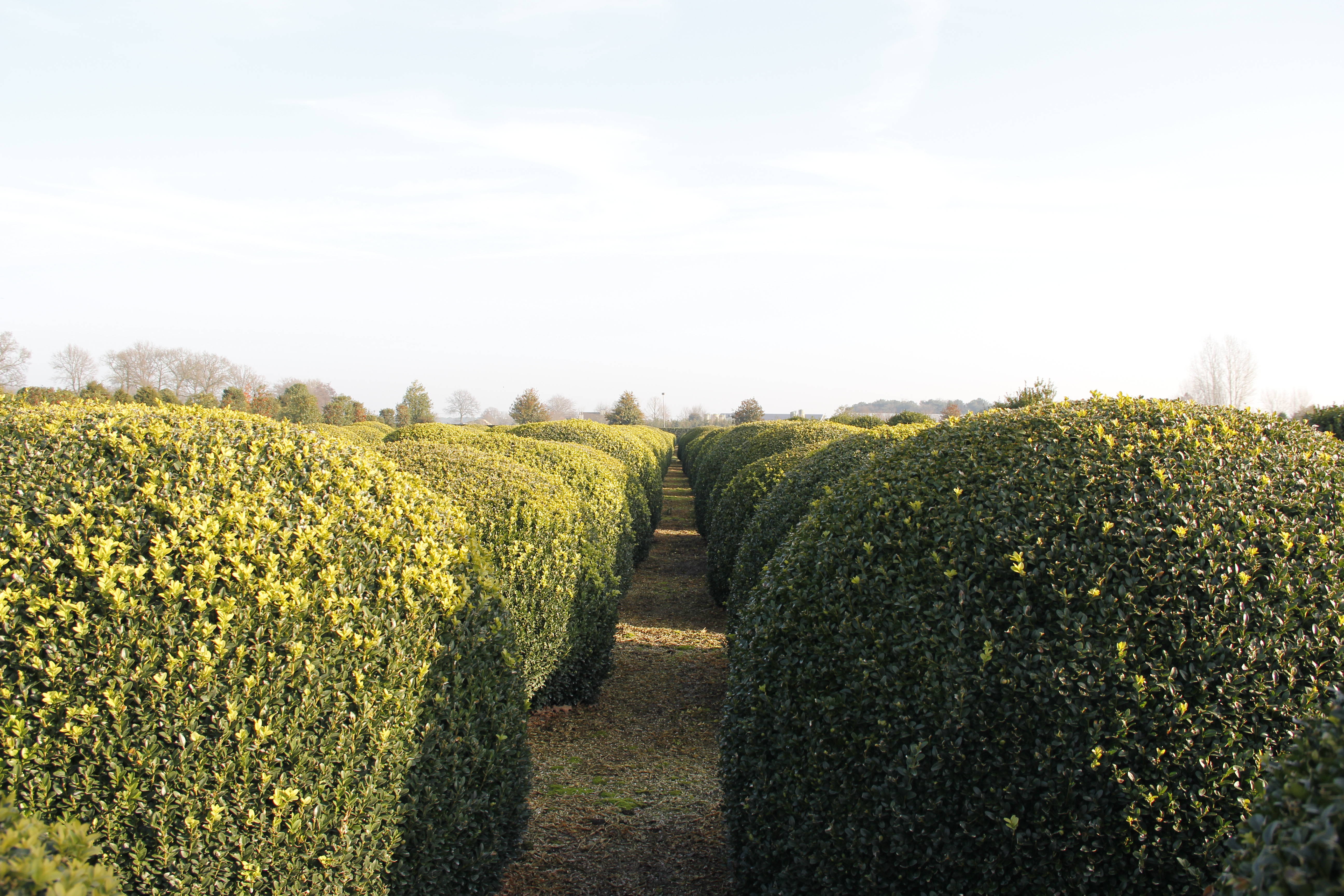 Buxus sempervirens product
