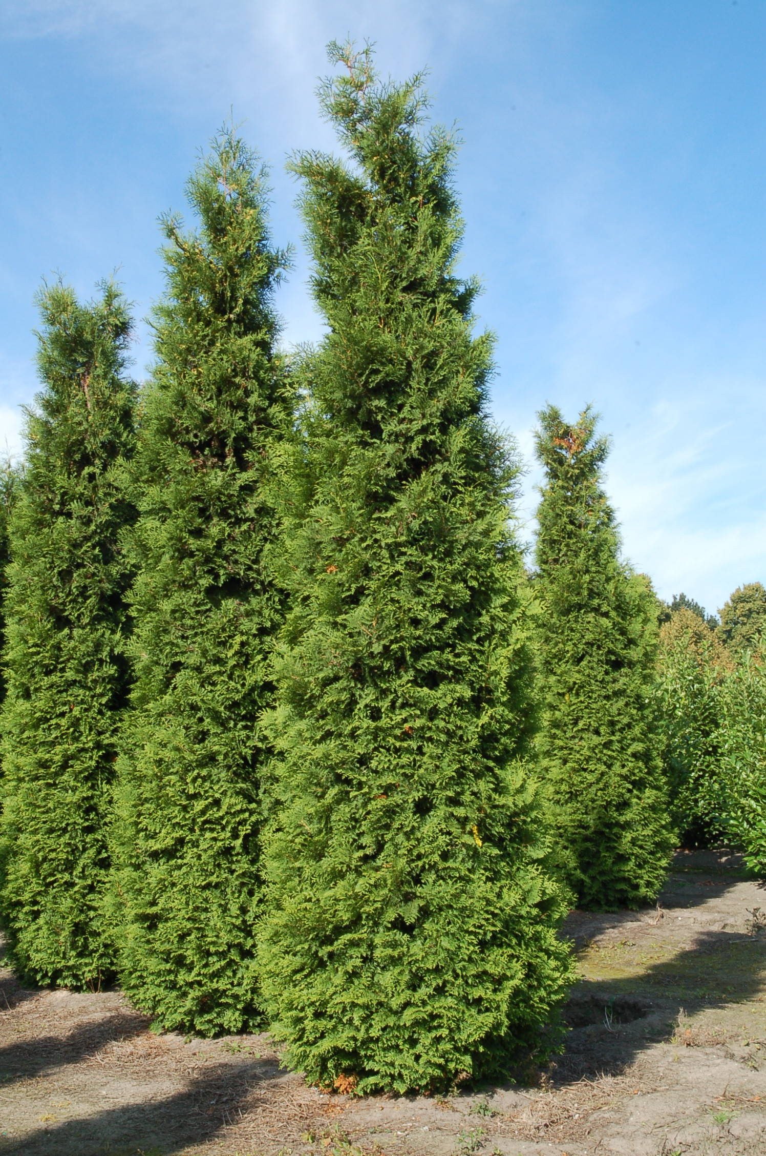 Thuja occidentalis 'Brabant' - Westerse levensboom 'Brabant' product