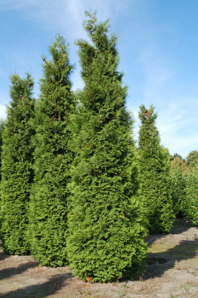 Thuja occidentalis 'Brabant' - northern white-cedar plantation