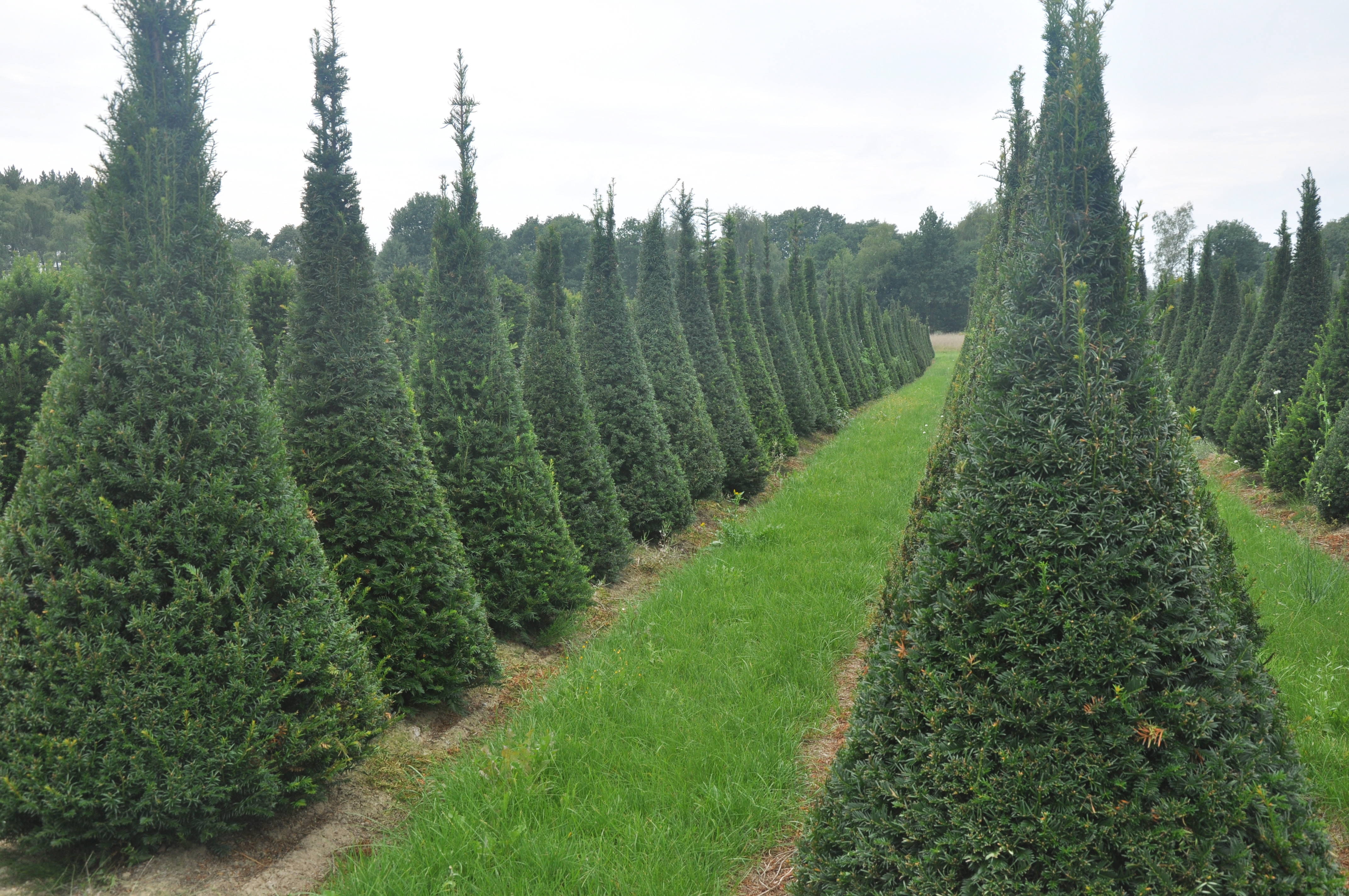 Taxus baccata product