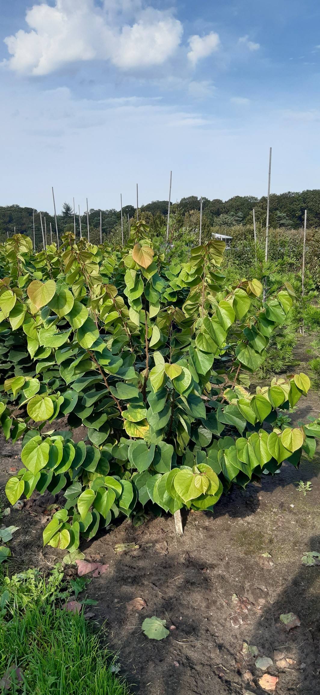 Cercis chinensis 'Avondale' product