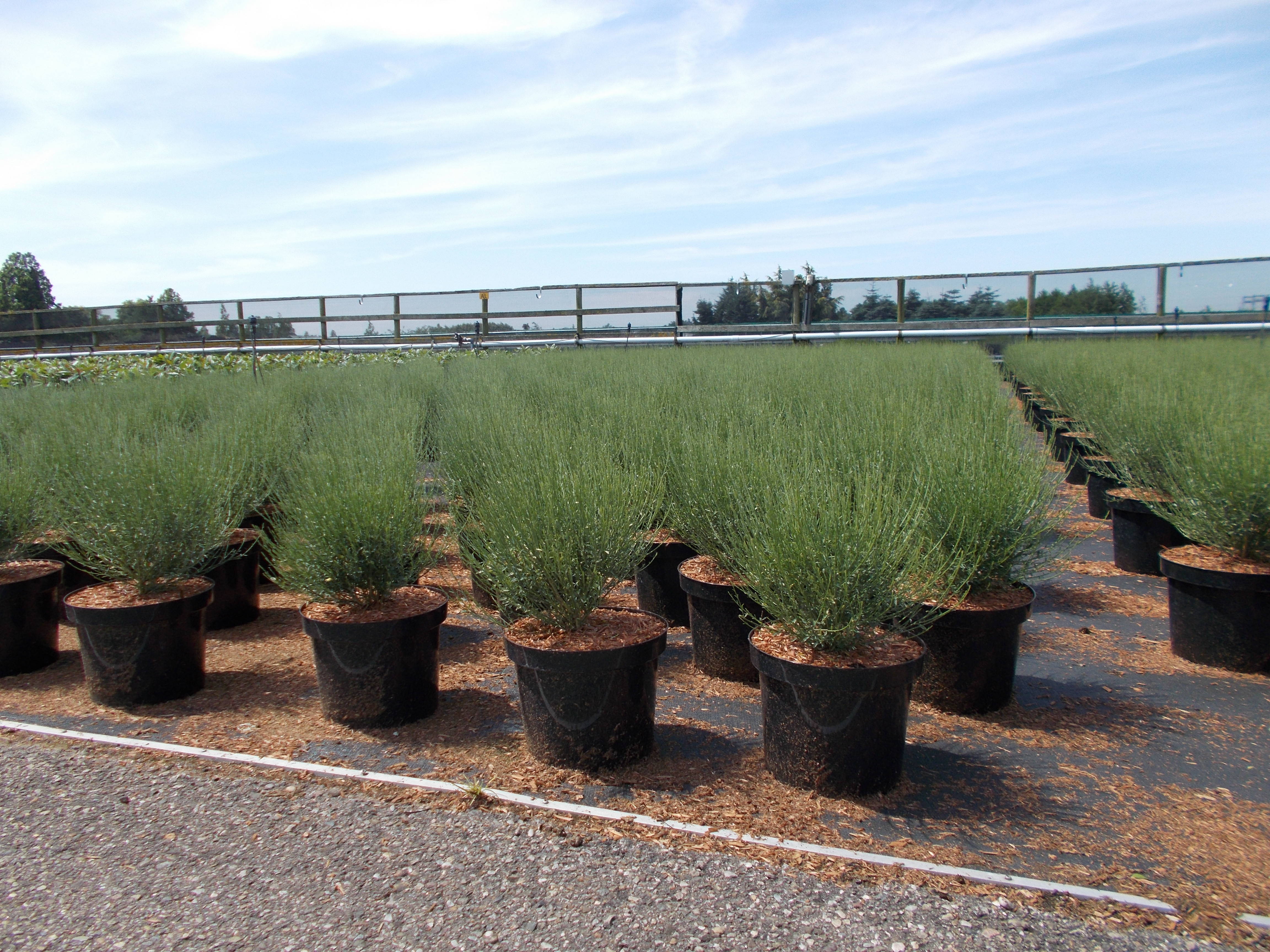 Cytisus 'Apricot Gem' - Broom product