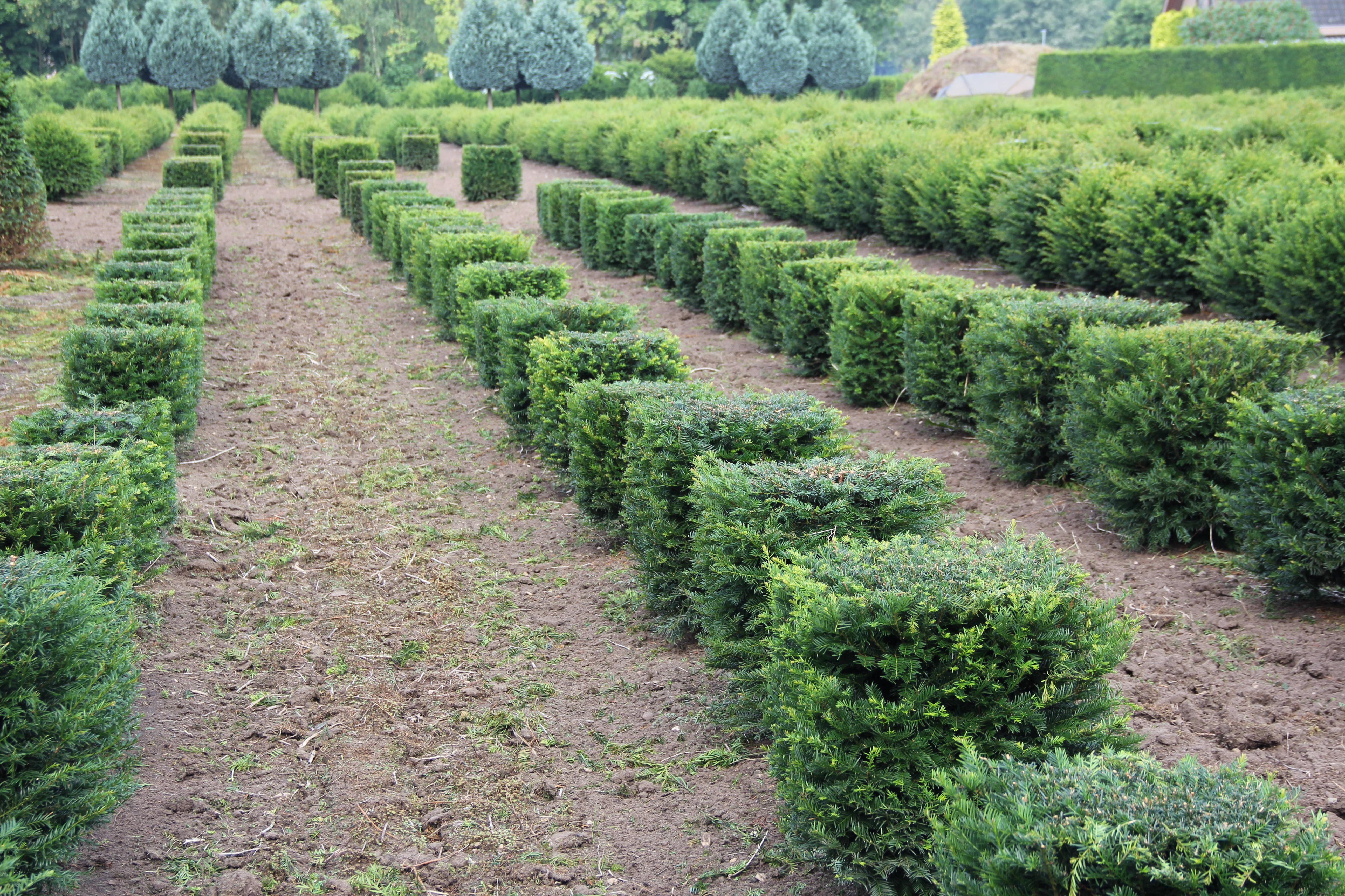 Taxus baccata - Taxus product