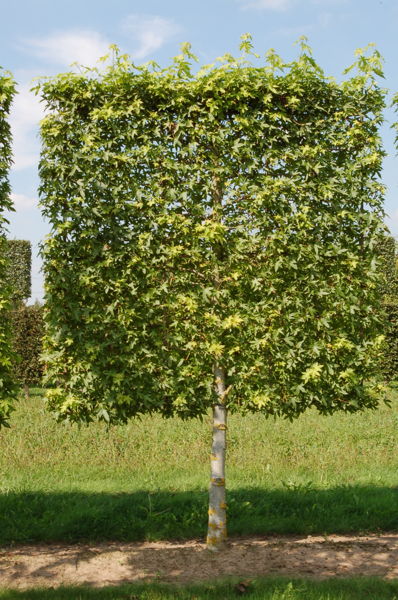 Liquidambar styraciflua 'Worplesdon' - Amberbaum plantation