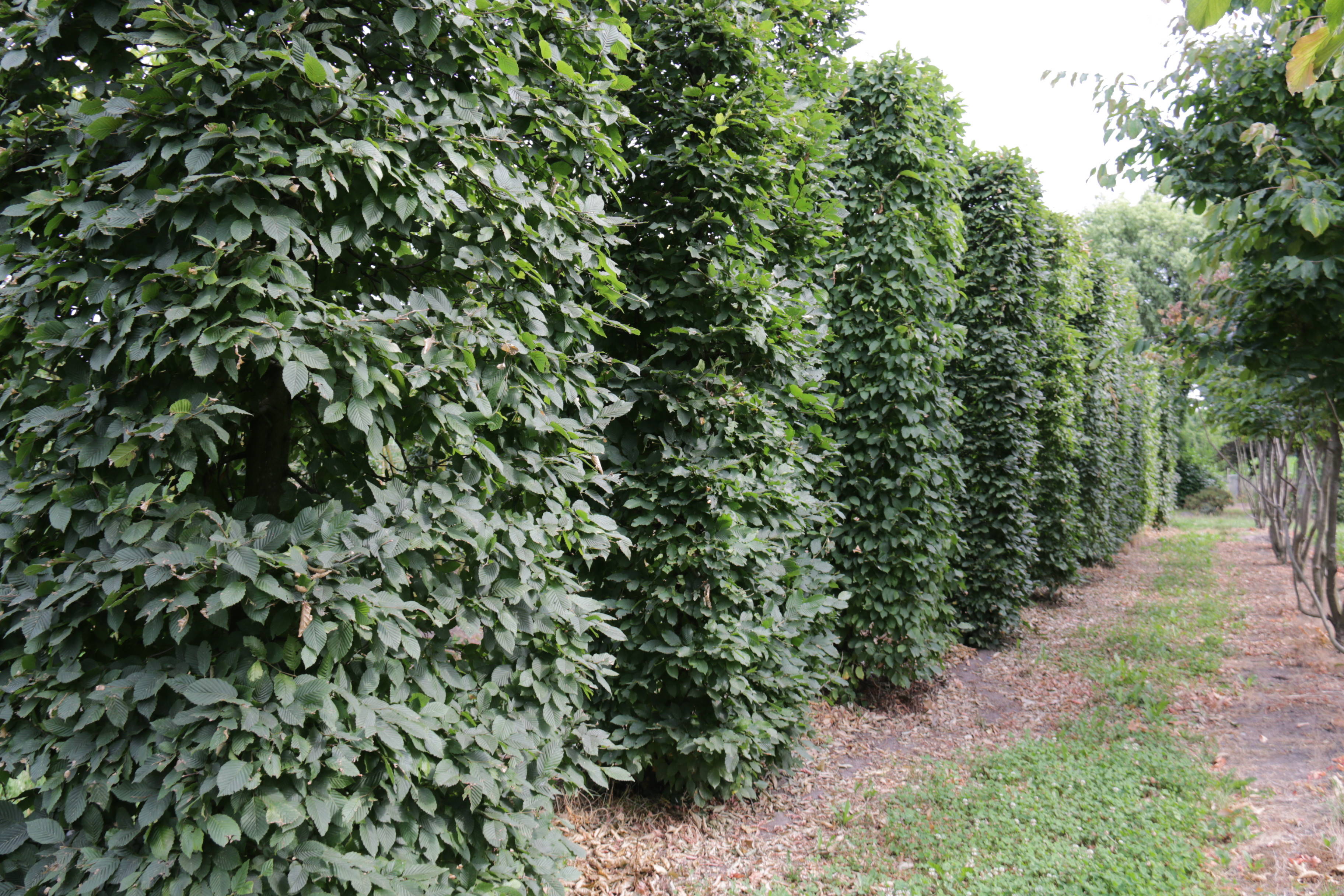 Carpinus betulus - Haagbeuk product