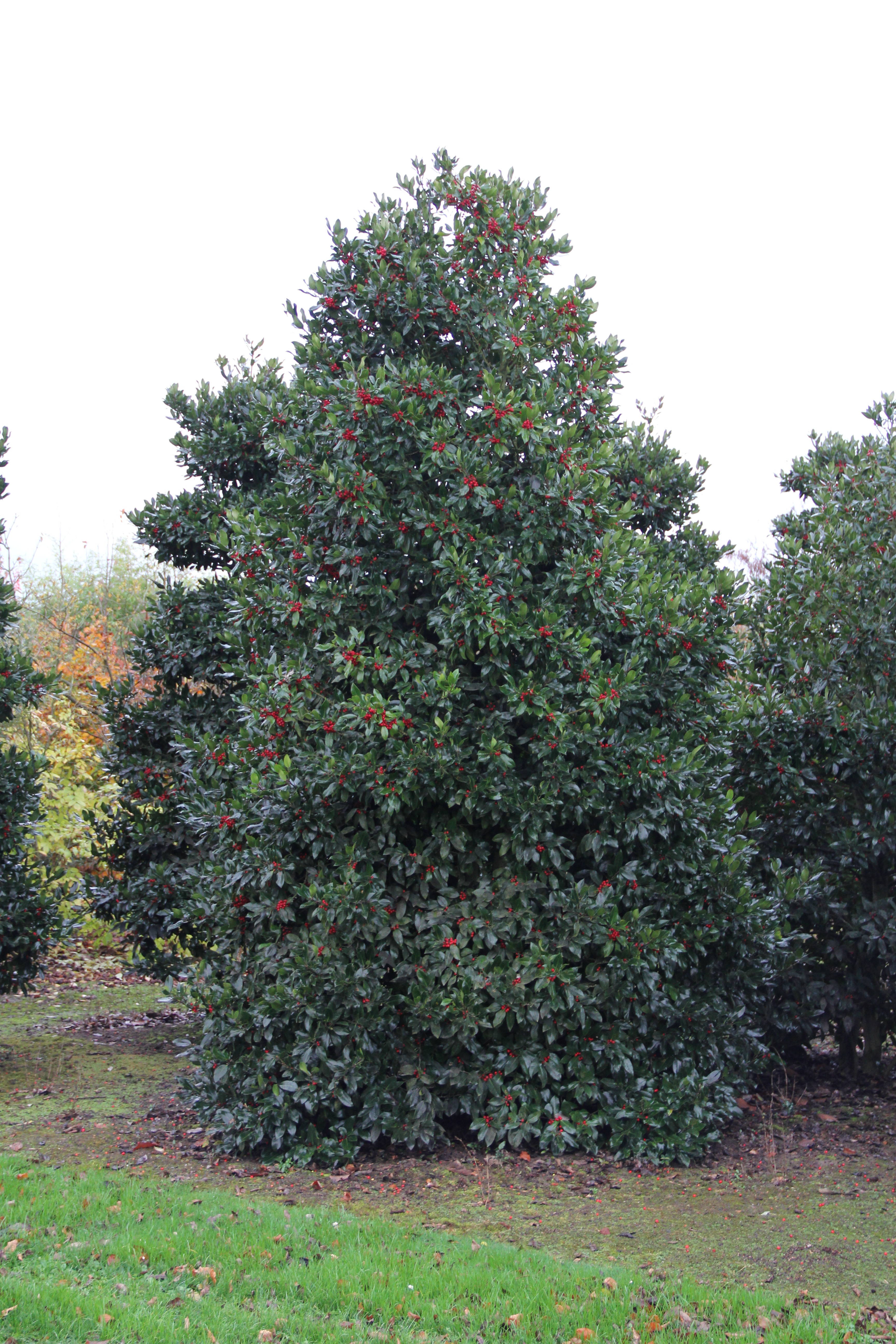 Ilex altaclerensis 'Camelliifolia' - Highclere holly product