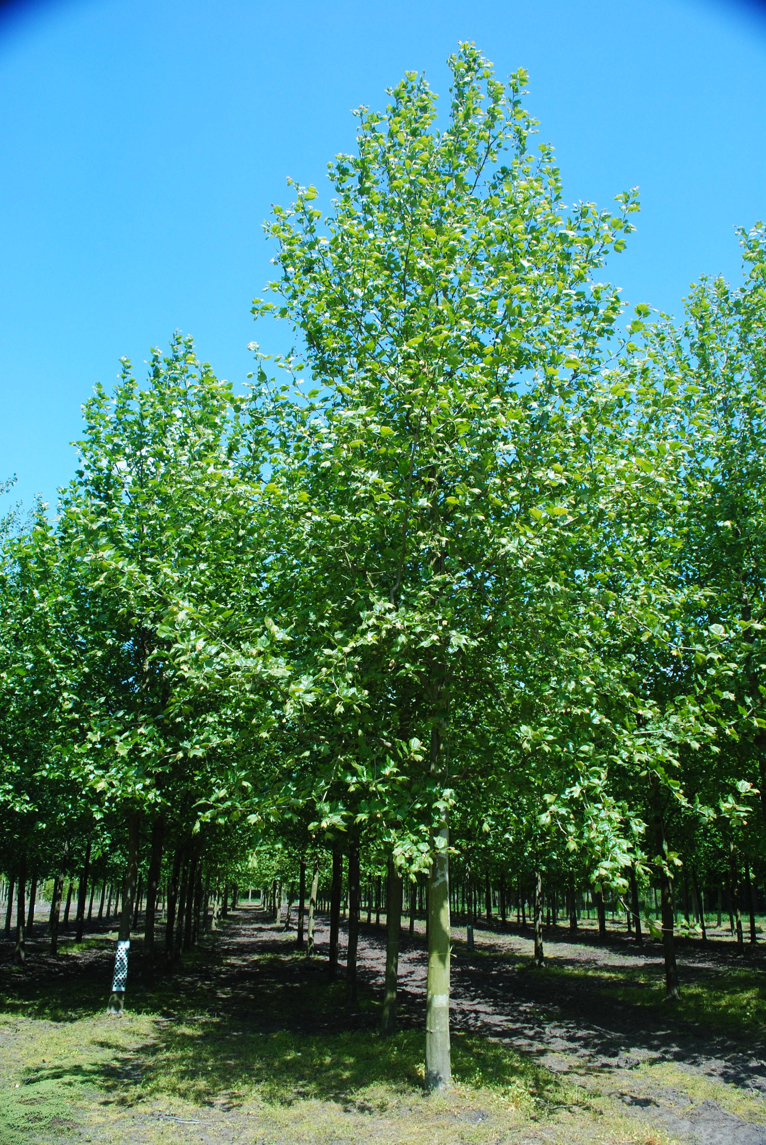 Platanus hispanica 'Malburg' - Gewone plataan 'Malburg' product