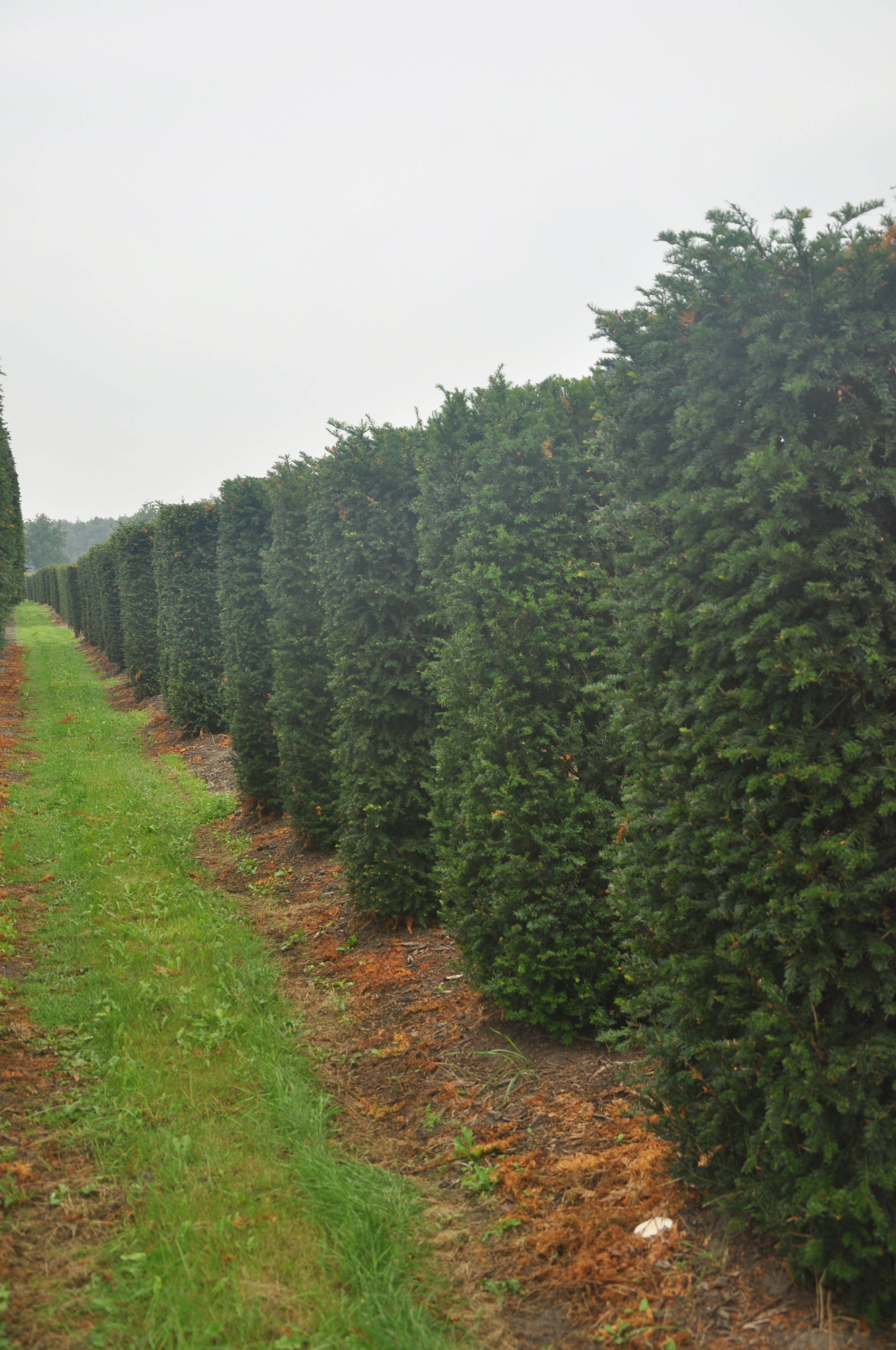 Taxus baccata - Taxus product