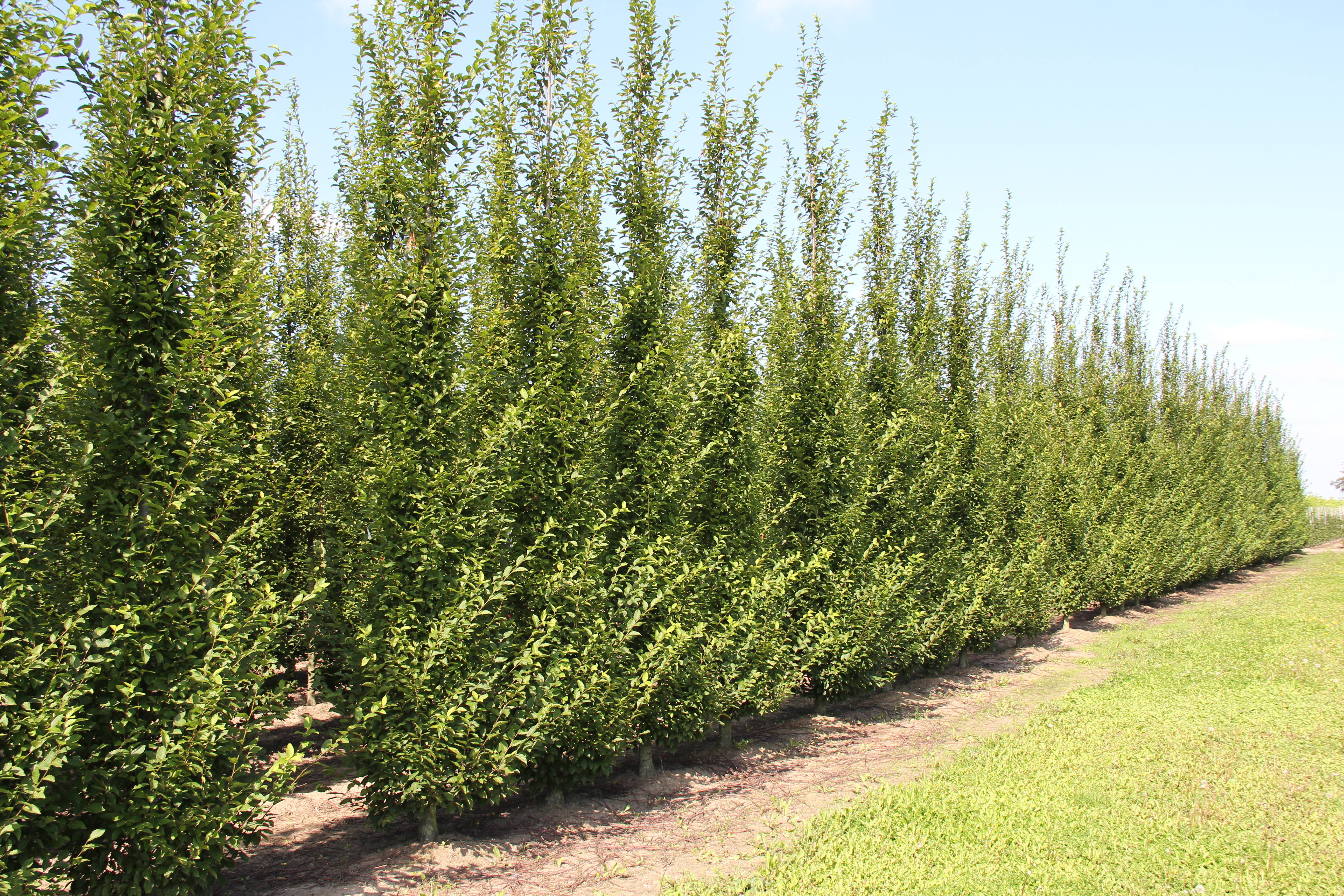 Carpinus betulus 'Fastigiata' product