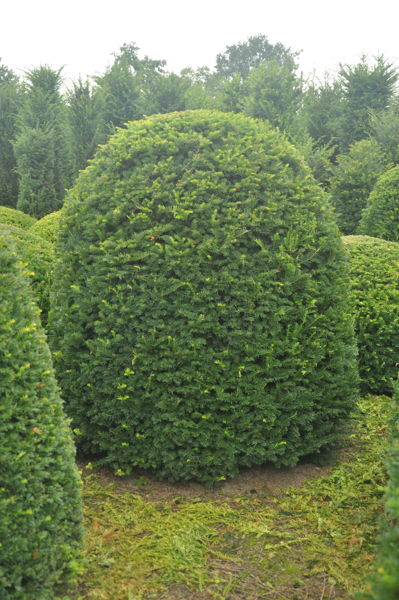 Taxus baccata - Yew plantation