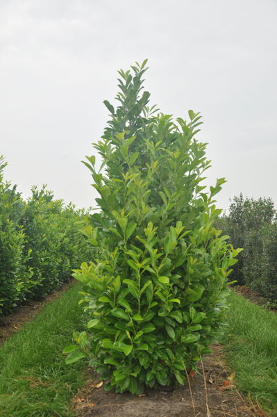 Prunus laurocerasus 'Rotundifolia' - Cherry laurel plantation