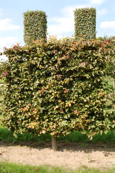 Parrotia persica 'Vanessa' plantation