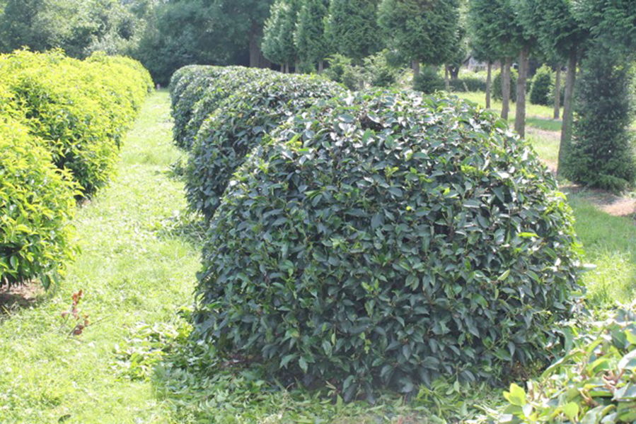 Prunus lusitanica 'Angustifolia' plantation