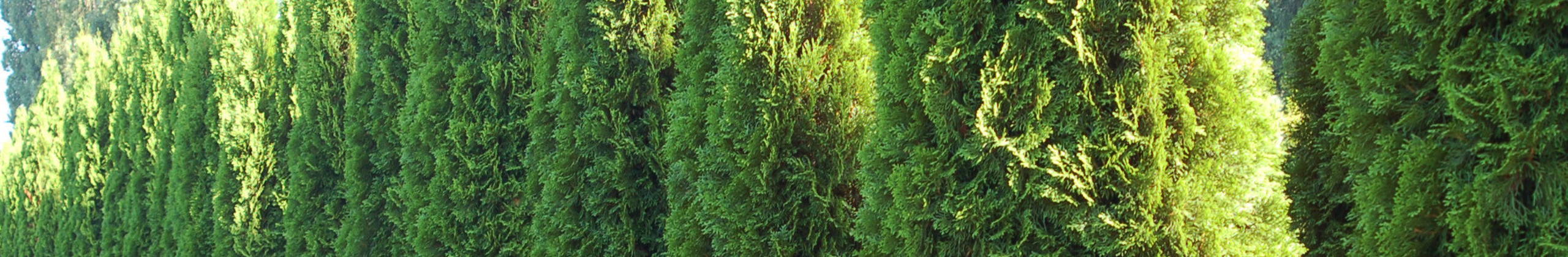 Takträd header