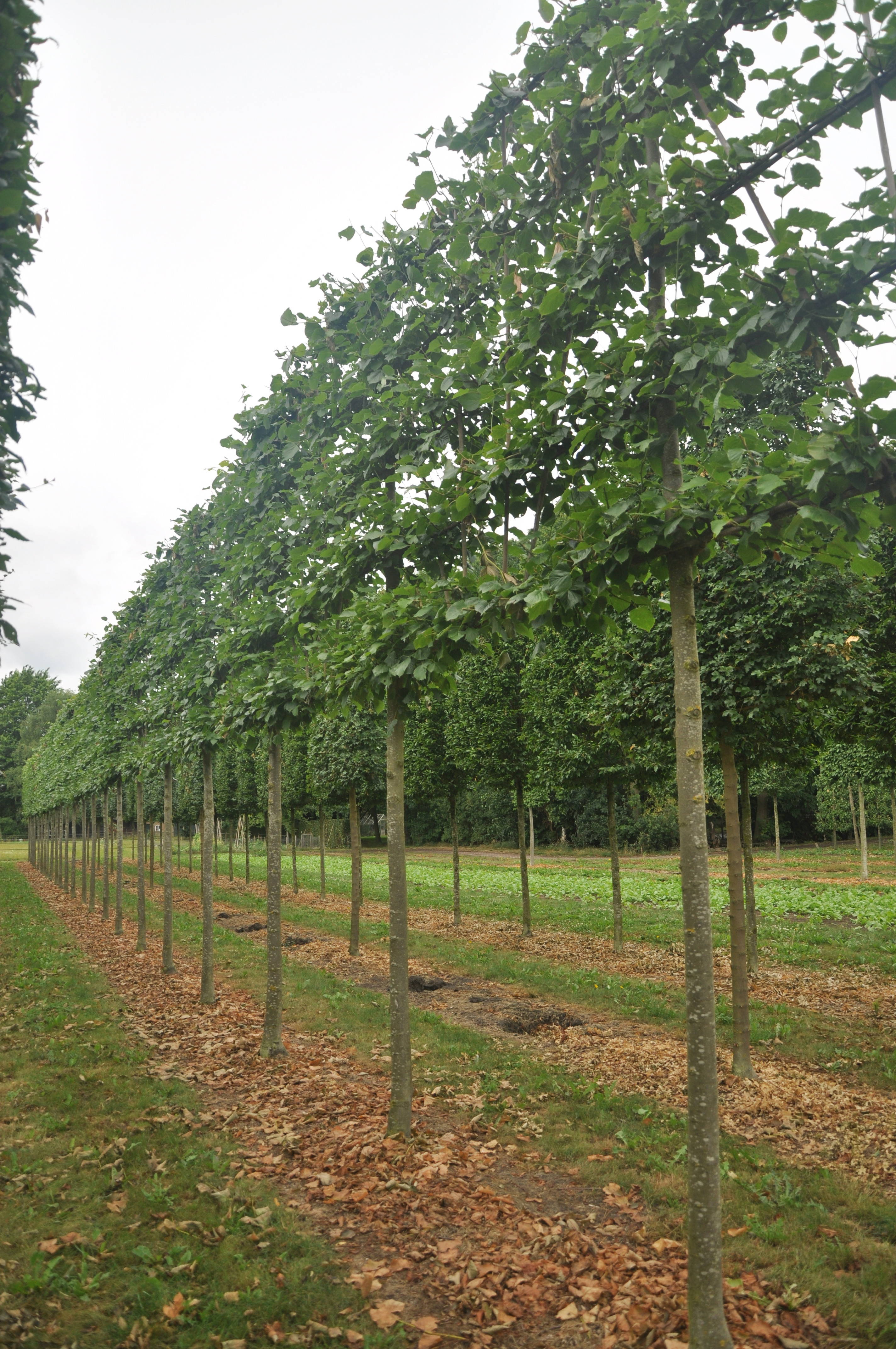 Tilia europaea 'Pallida' product