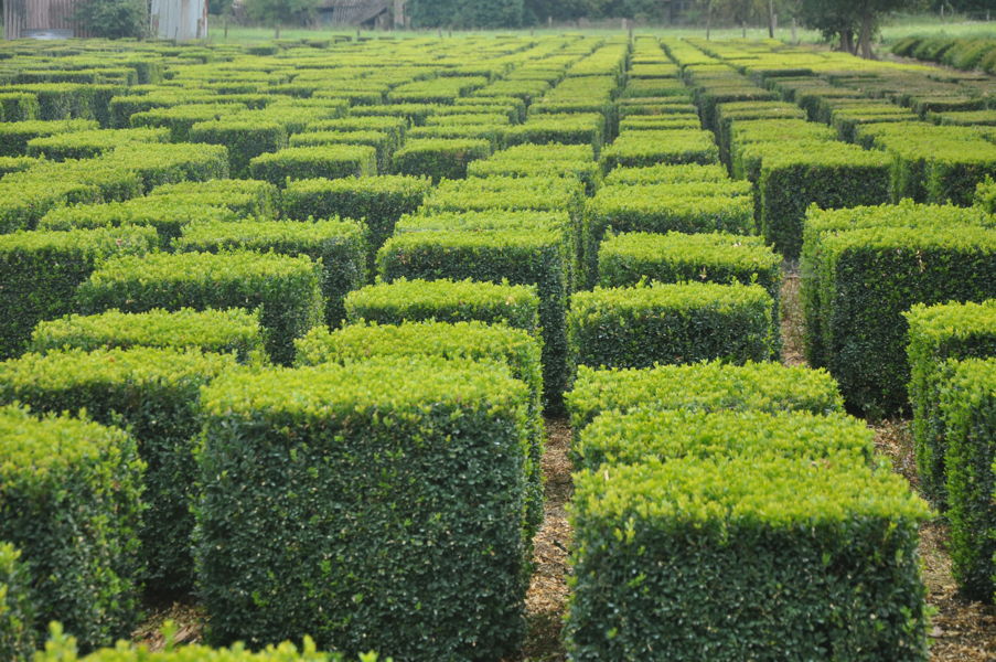 Buxus sempervirens - Boxwood plantation