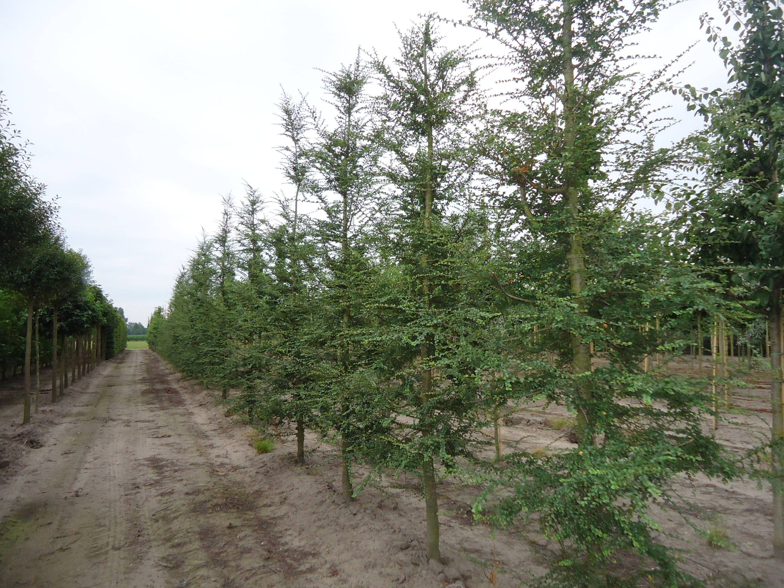 Nothofagus antartica - Schijnbeuk product