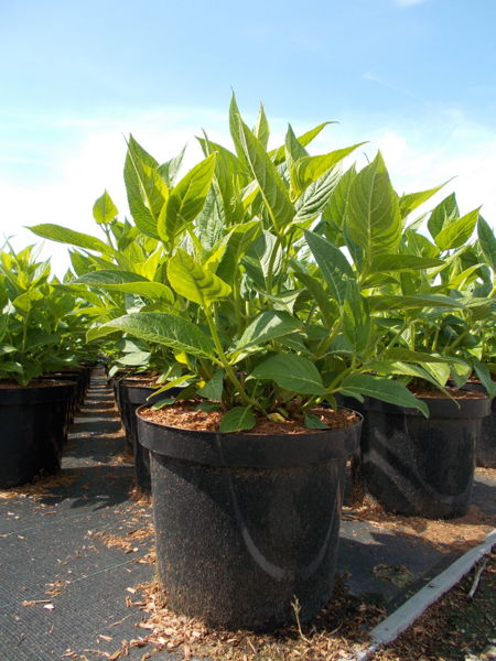 Hydrangea macrophylla 'Soeur Thérèse' plantation