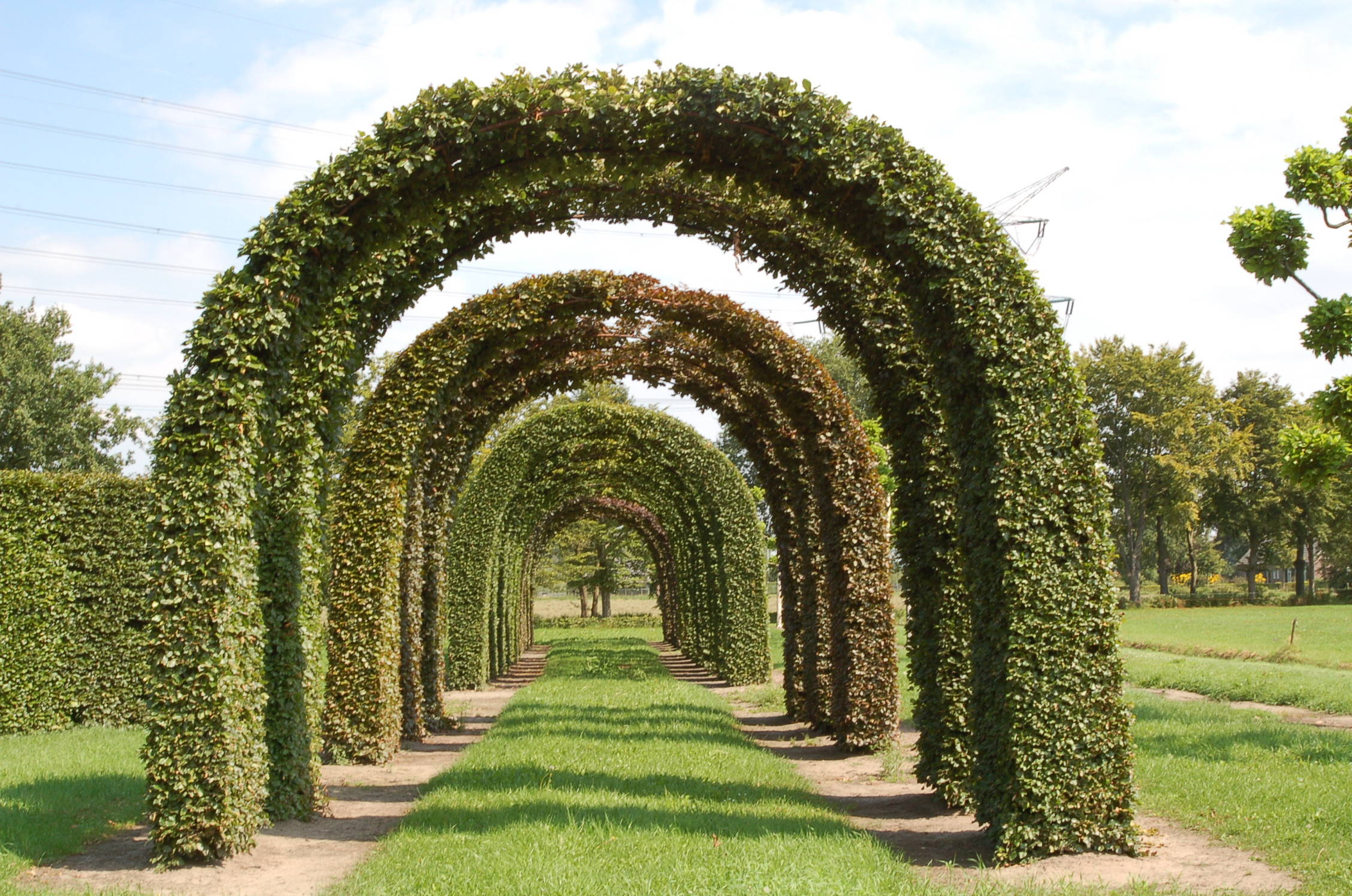 Fagus sylvatica product