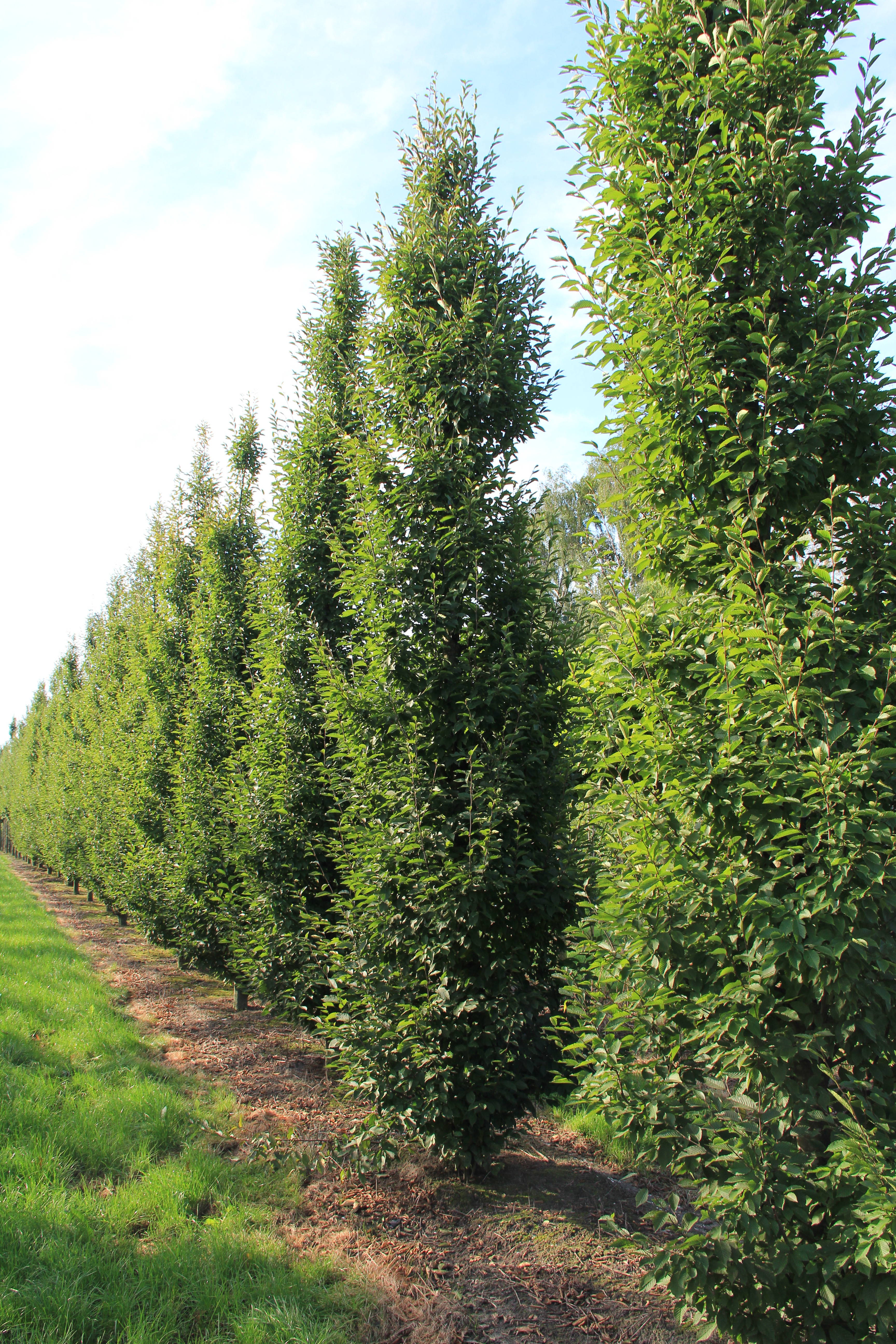 Carpinus betulus 'Fastigiata' - Zuil haagbeuk product