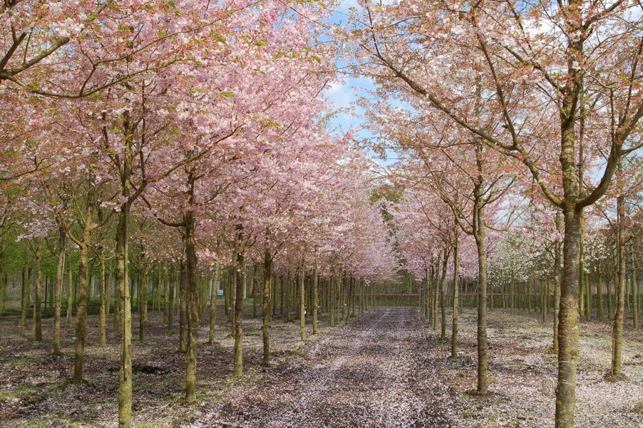 Prunus 'Accolade' - Flowering cherry plantation