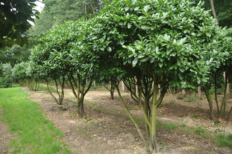 Prunus laurocerasus 'Otto Luyken' - Cherry laurel plantation