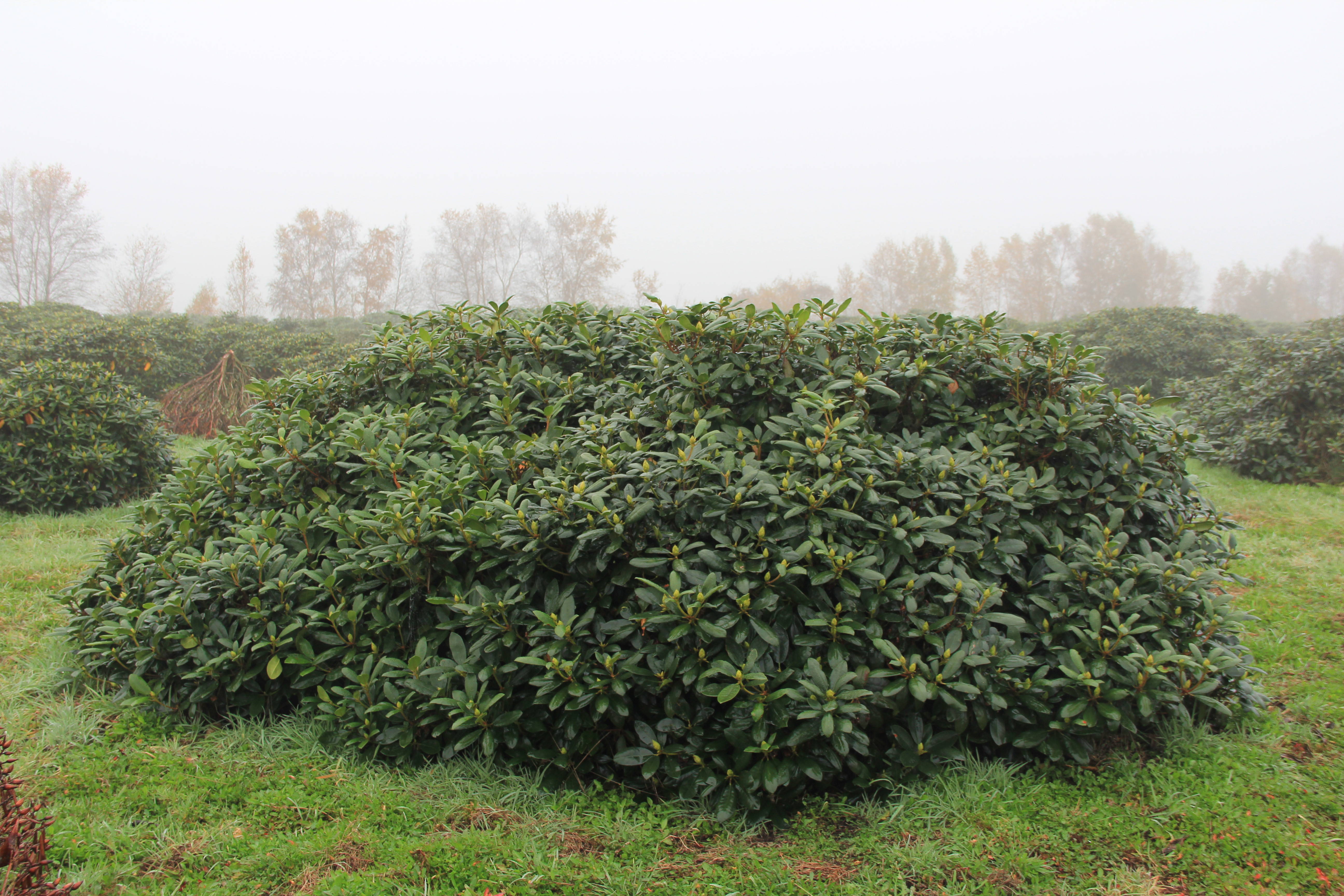 Rhododendron 'Roseum Elegans' - Catawba rhododendron product